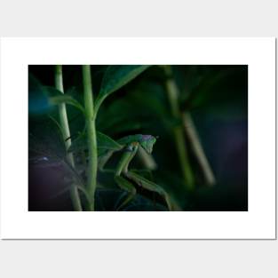 Praying Mantis Posters and Art